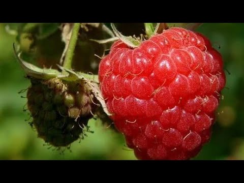 Video: Kako Hraniti Maline U Jesen: 6 Načina