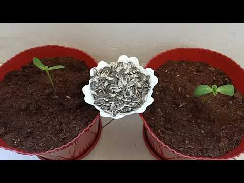فيديو: كيف تنمو بذور عباد الشمس