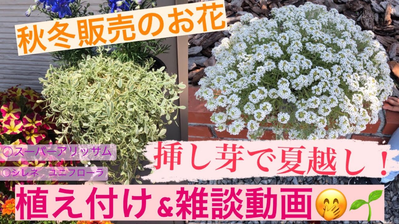 【スーパーアリッサム】【シレネ】挿し芽で夏越し🌱植え付け&雑談動画🤭※雑談長いかも…😅？