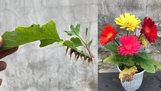 How to propagate Gerbera flowers from leaves is very simple
