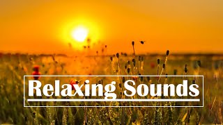 24/7  Beautiful Relaxing Music for Stress Relief, Peaceful Piano Music, Sleep Music, Meditation