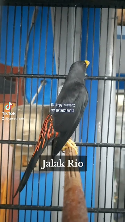 Jalak rio rio isian bren .  #jalakriorio #jalakrio #burungmasteran #kicaumania #kicaumanianusantara