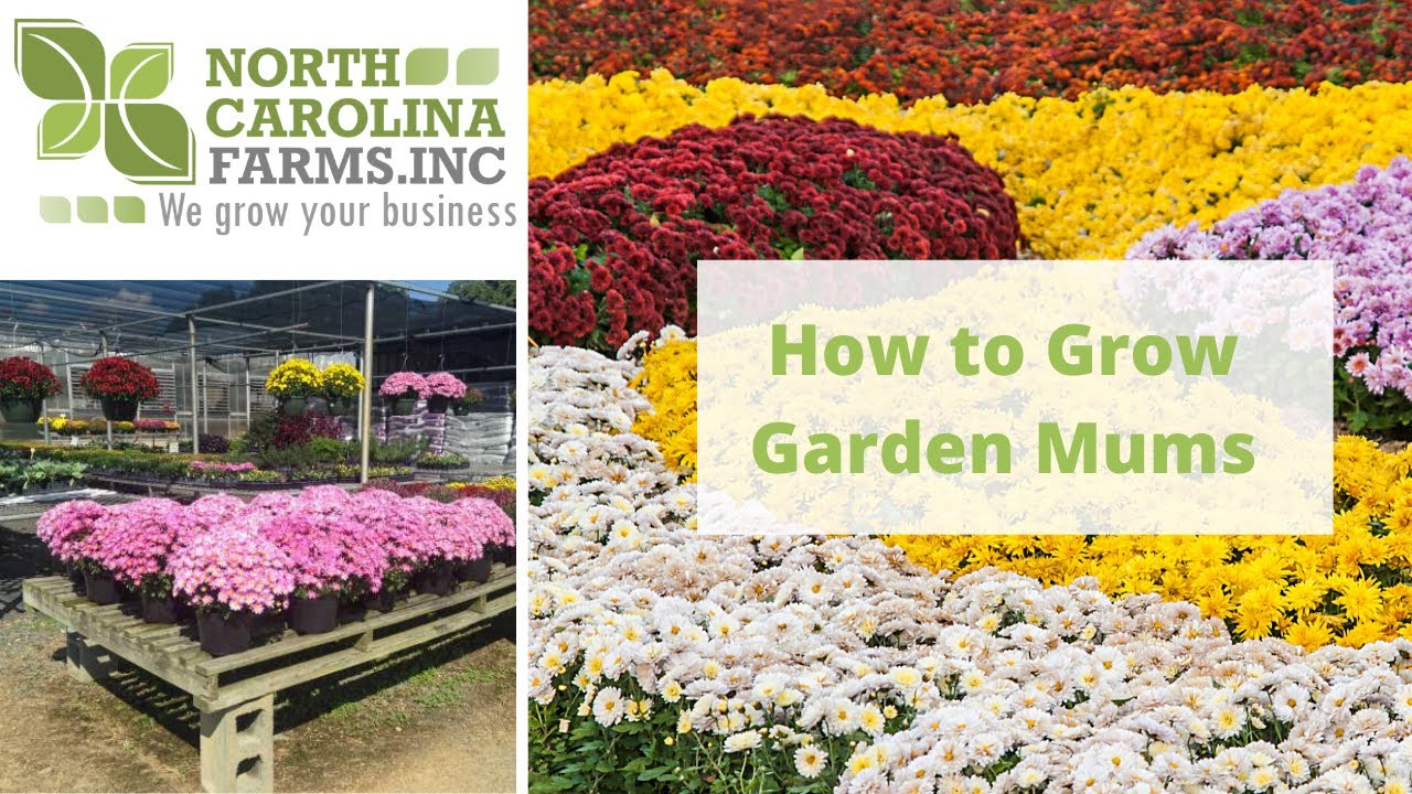 Download How to Grow Garden Mums
