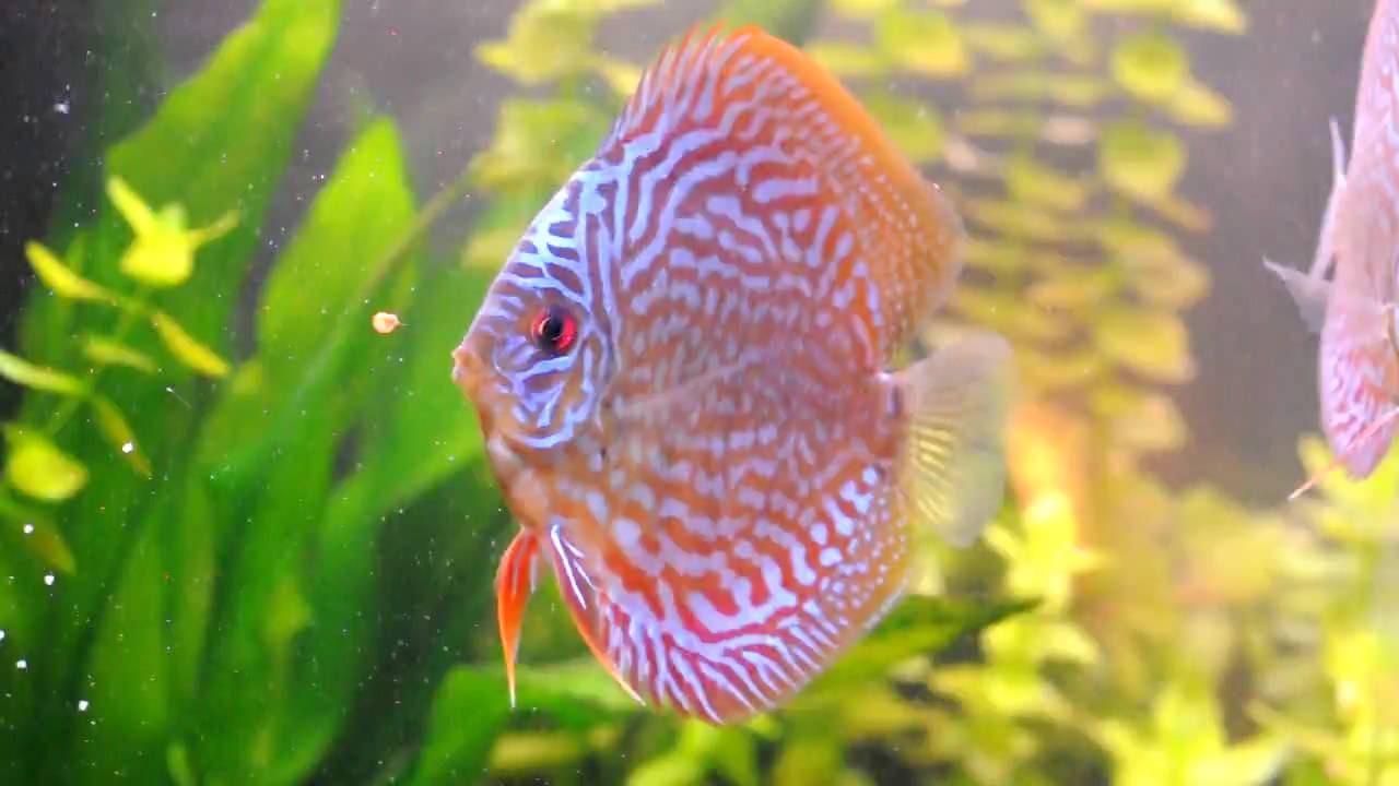 camera iphone 8 plus apk Discus Red Turqoise