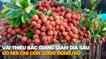 Giá vải thiều Bắc Giang giảm sâu, chỉ còn 3.000 đồng/kg | VTV4