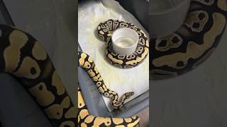 This is one of my best ball python pairings of the year. 😍