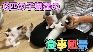 生後約1ヶ月の目の酷かった子猫6匹チームの食事風景の様子【6 kittens】