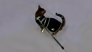 Walking my cat in snowy weather.. by Candela 46 views 5 years ago 3 minutes, 26 seconds