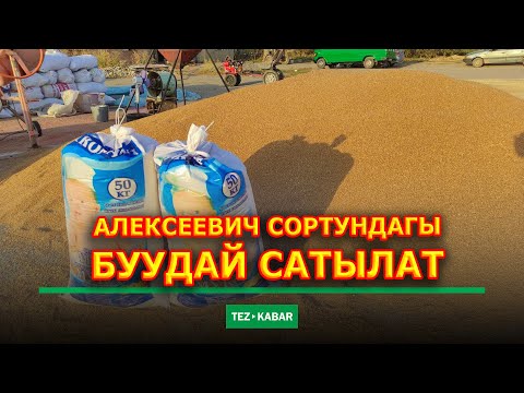 Video: Күтүлбөгөн Буудай учат