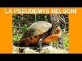 La pseudemys nelsoni pseudmyde de nelson