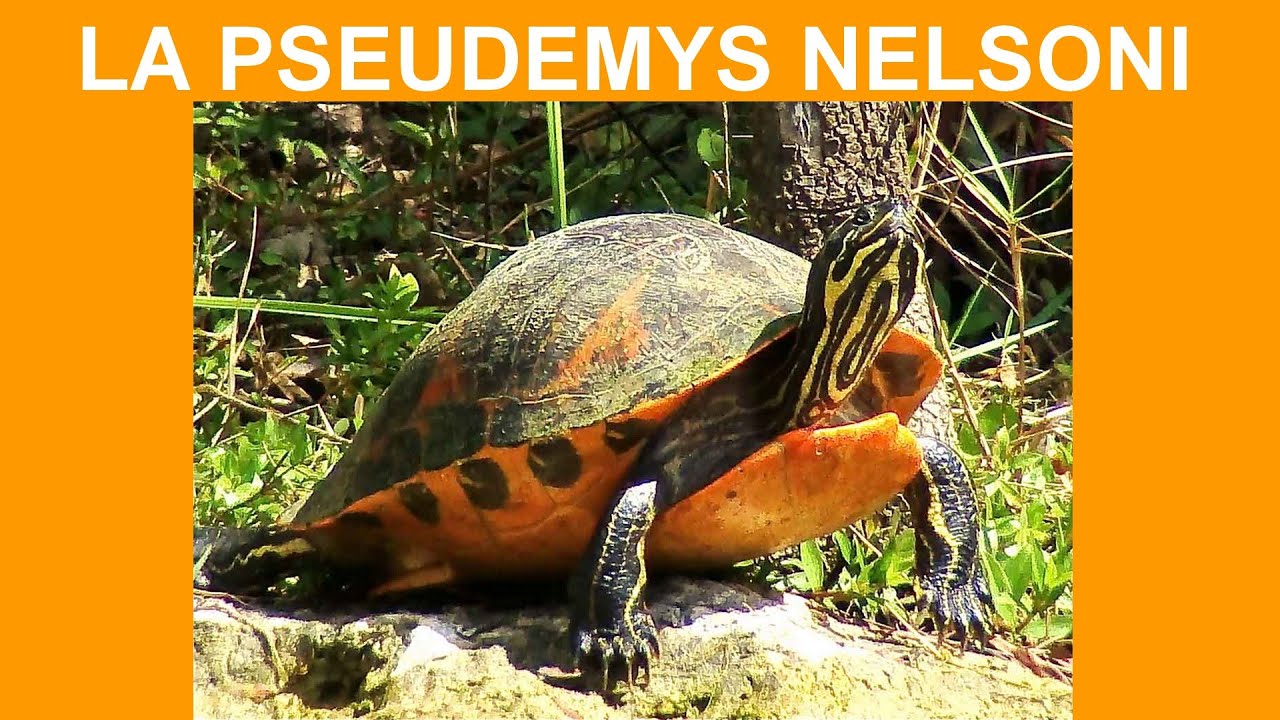 LA PSEUDEMYS NELSONI (Pseudémyde de Nelson)