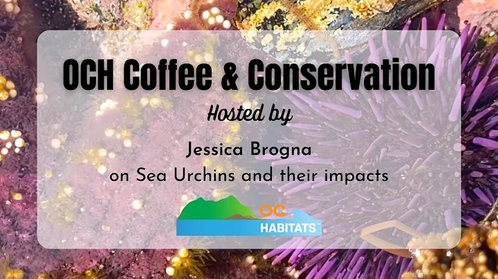 Sea Urchins by Jessica Brogna (Coffee & Conservati...