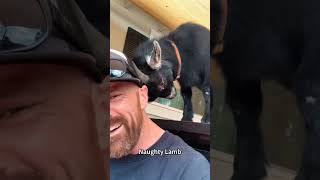 Different Sheep Sounds