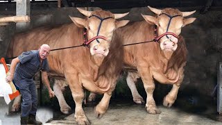 Amazing 85 Acre Modern Desi Cow Farm In India: A Look At Mr.milk's High-Tech Dairy Operation #Farm