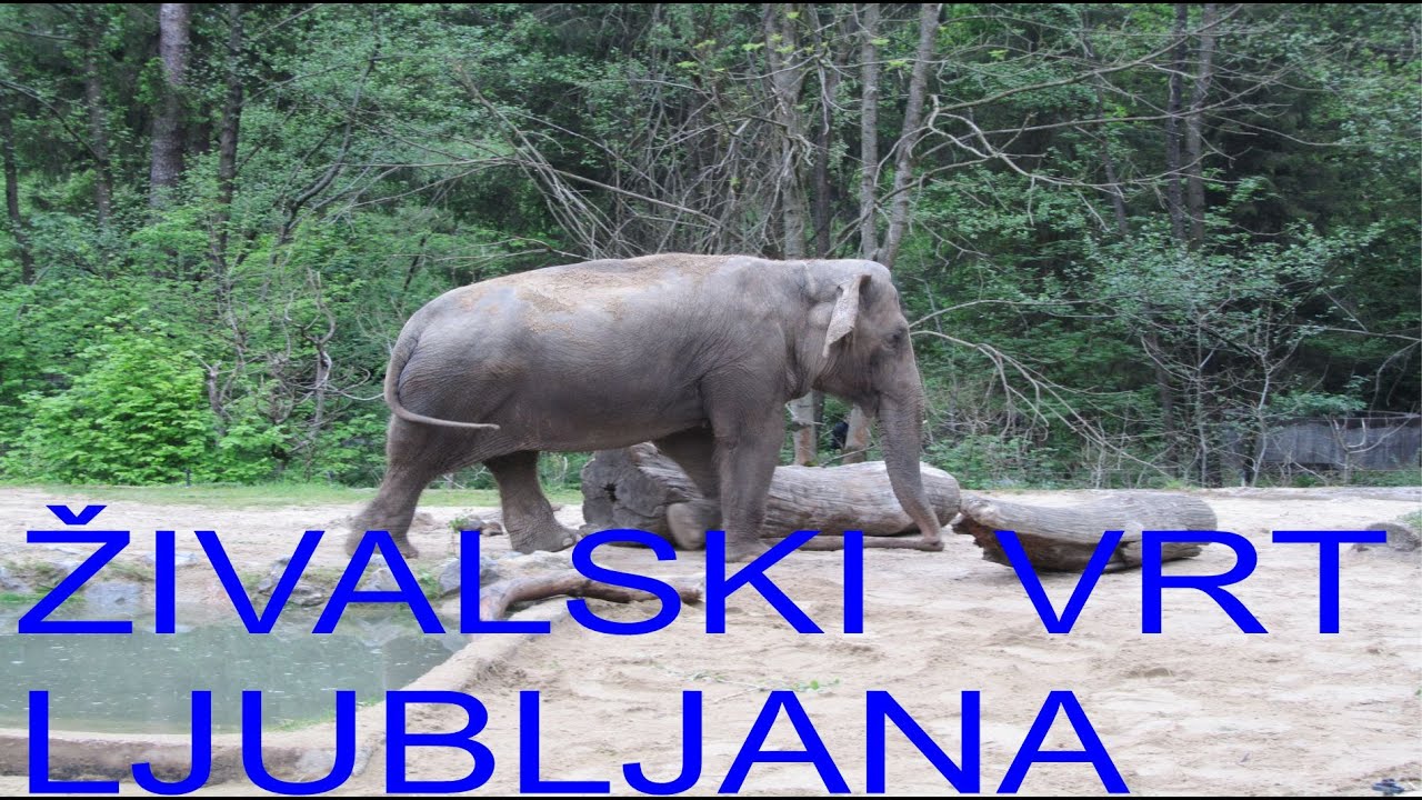 Ljubljana , Zoo  / Živali v Živalskem vrtu v Ljubljani - 2015,  Animals at the Ljubljana Zoo