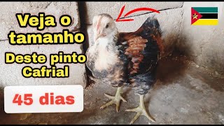 Cruzamento De Galinhas Para Melhoramento Genético Técnicas E Benefícios