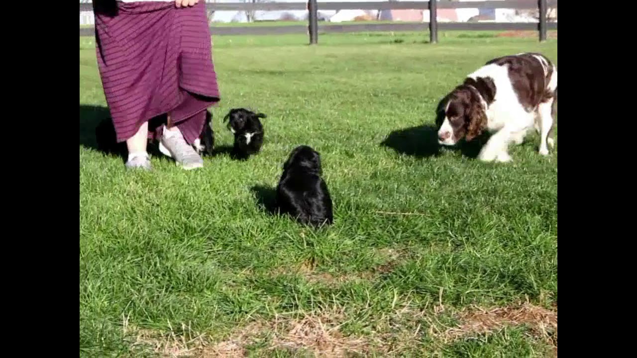 Miniature Springerdoodle Puppies For Sale Wayne Liz Allgyer YouTube