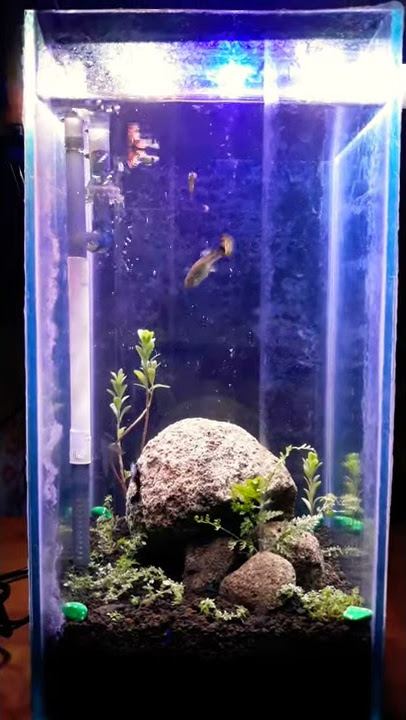 Story Wa aquascape