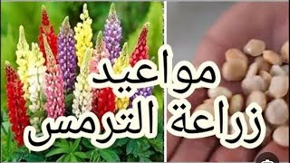 مواعيد زراعة الترمس ومعلومات كاملة عن زراعته بنجاح