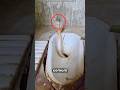 Cobras APARECENDO em Vasos? #curiosidades #incrivel #animal