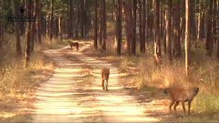 Wild Dogs in Kanha National Park | Wildlife Photography | In India Travel