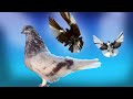 Pigeon Talk Ep 41|Ukrainian Skycutter or Polish orliks Pigeons k barey mei mukamal malumat
