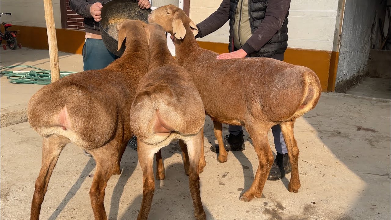 СЕЛЛЕКСИЙА    ЙОНАЛИШДА  ТОЗА КОНЛИ  СОВЛИК ЯРИЧКАЛАР СОТУВДА ШОШИЛАМИЗ