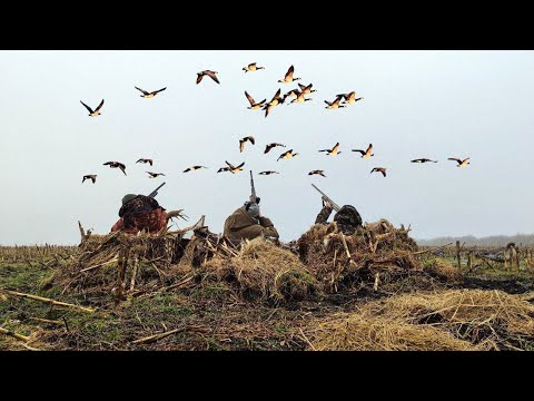 ПОЛНОЕ ПОГРУЖЕНИЕ В ГУСИНУЮ ОХОТУ. ОХОТА НА ГУСЯ НА КОРМОВОМ ПОЛЕ