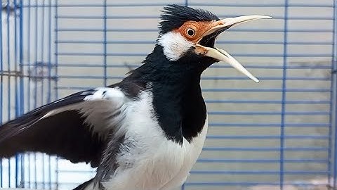 Pancingan Jalak Suren Gacor Mompa Full Variasi - Masteran Suara Burung Jalak Gacor Full Isian Mewah