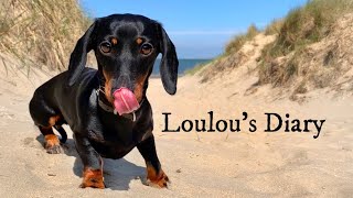 Loulou’s Diary 8| Dachshund on the beach.