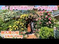 【お庭訪問 】第17回 アポなしロケ!で立ち寄った中村邸の圧巻のバラの庭に目を奪われる【個人邸】