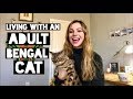 Bengal Cats: a 'long term review' of sorts の動画、YouTube動画。