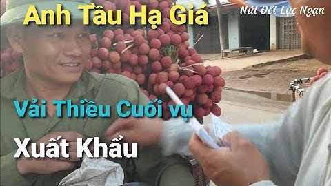 Giá Vải Thiều Cuối Vụ Tại Ngã Ba Cầu Chét I Núi Đồi Lục Ngạn