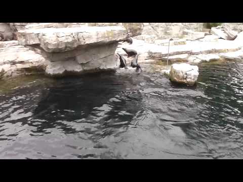 Video: Gibt es Pinguine im Hogle-Zoo?