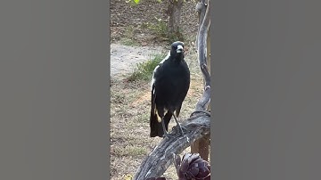 Australian magpie calling his mate