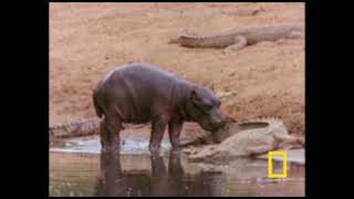 Почему бегемоты облизывают крокодилов?