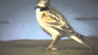 Mongolian Lark