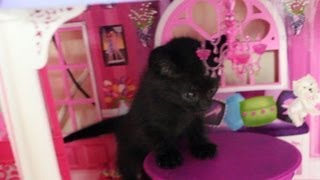 Cute Kitten Plays In Doll House