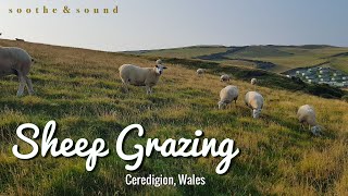 🐑  English Countryside Sheep Grazing Relaxation Nature Sounds | # 5 🐑