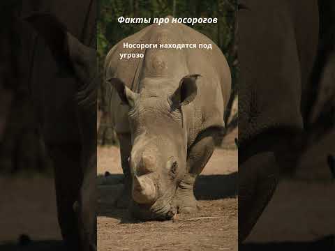 Факт о носорогах