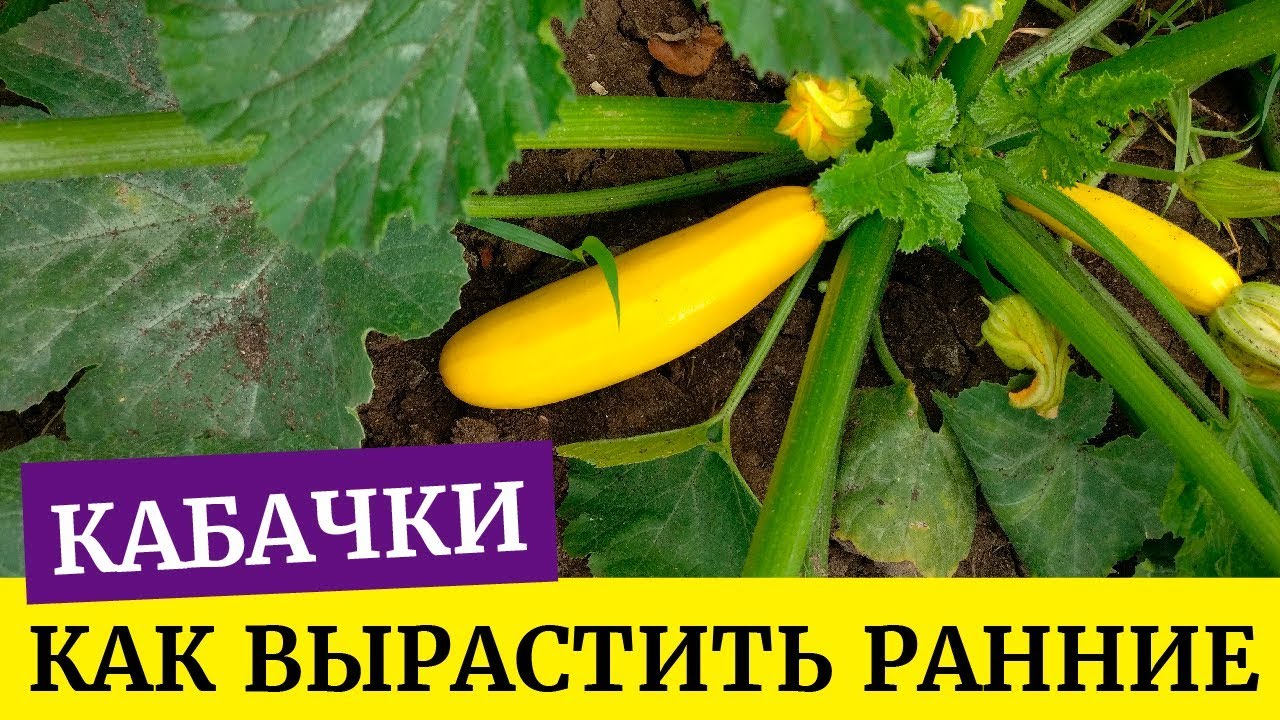 Как получить ранний