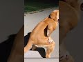 New dancer unlocked🐶🤩 #anime #funny #ai #shorts #dog #dance #comedy #children