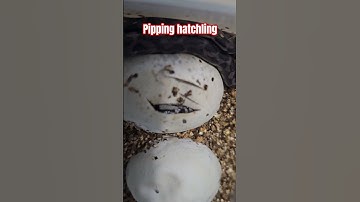 Hatching    #animals #snake #hatching #baby #babies #hatchling #reptiles