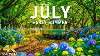 Peaceful July 4K – Summer Awakening 🌿 Blooming Green Fields, Soft Breeze & Nature Calm screenshot 5