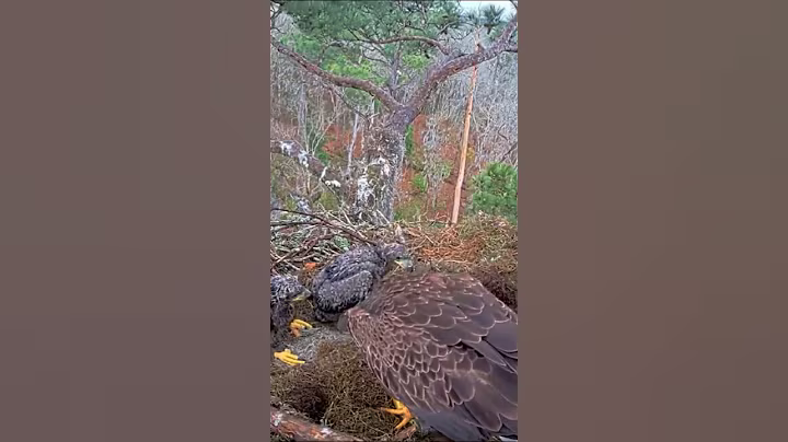 P#483- Review mother birds brings food to feed her babies in the nest, baby birds life #birdslover
