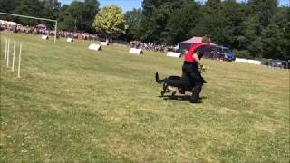 Kent police open day dog show 2017