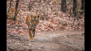 Royal walk of Tiger Kumbha (T-34) | Ranthambore |
