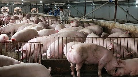 Full Video The Largest Pig Farm With 150,000 Pigs Looks Scary