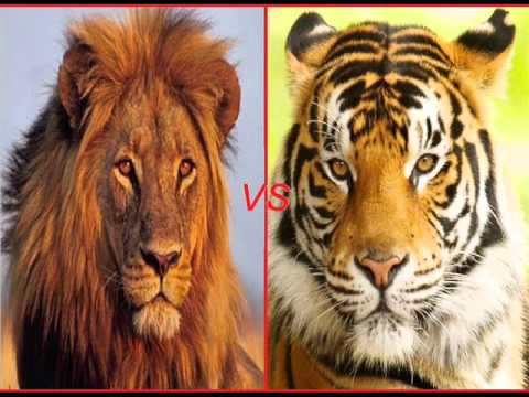 Battle of the Animal Kingdom African Lion vs Bengal Tiger - YouTube