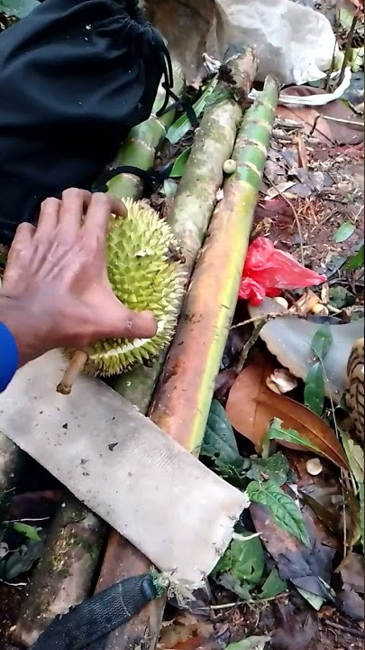 sifate Wesi Yo wesi #short #viralvideos #viralvideo #ngebolang